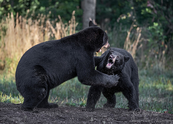 107 American Black Bears (Ursus americanus) - Orr MN