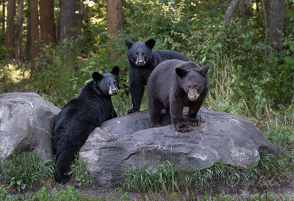 108 American Black Bear cubs (Ursus americanus) - Orr MN