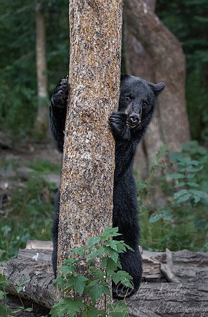 109 American Black Bear cub (Ursus americanus) - Orr MN