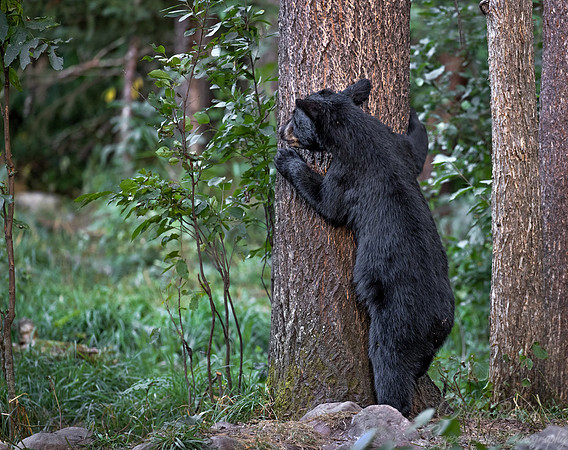 113 American Black Bear cub (Ursus americanus) - Orr MN