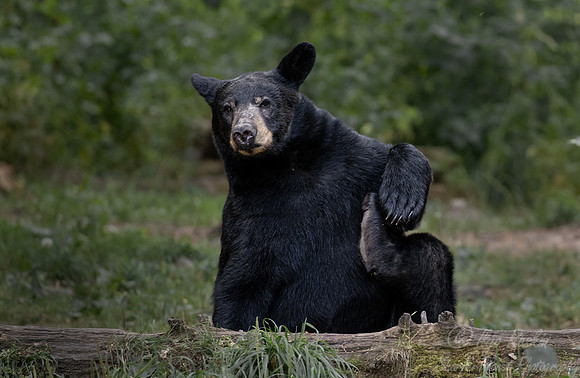 096 American Black Bear (Ursus americanus) - Orr MN