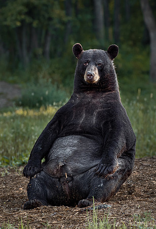 098 American Black Bear (Ursus americanus) - Orr MN