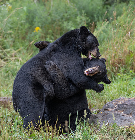 100 American Black Bears (Ursus americanus) - Orr MN