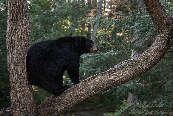 097 American Black Bear (Ursus americanus) - Orr MN