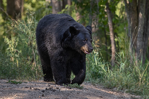 095 American Black Bear (Ursus americanus) - Orr MN
