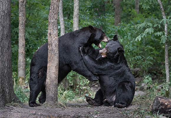 101 American Black Bears (Ursus americanus) - Orr MN