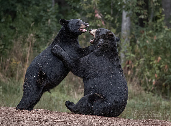 105 American Black Bears (Ursus americanus) - Orr MN