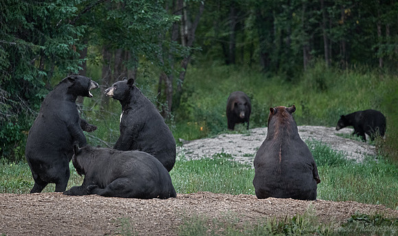 104 American Black Bears (Ursus americanus) - Orr MN