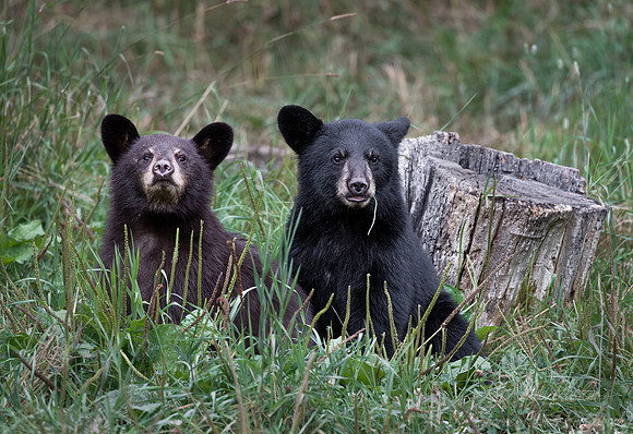 110 American Black Bear cubs (Ursus americanus) - Orr MN
