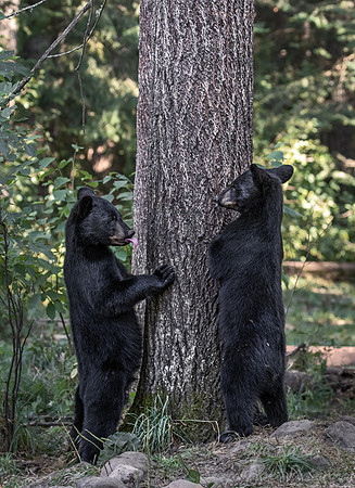 112 American Black Bear cubs (Ursus americanus) - Orr MN