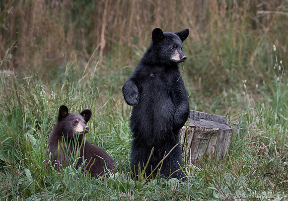 111 American Black Bear cubs (Ursus americanus) - Orr MN