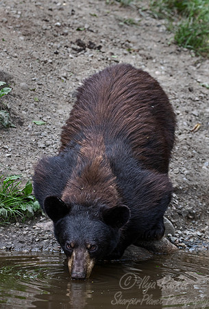 094 American Black Bear (Ursus americanus) - Orr MN