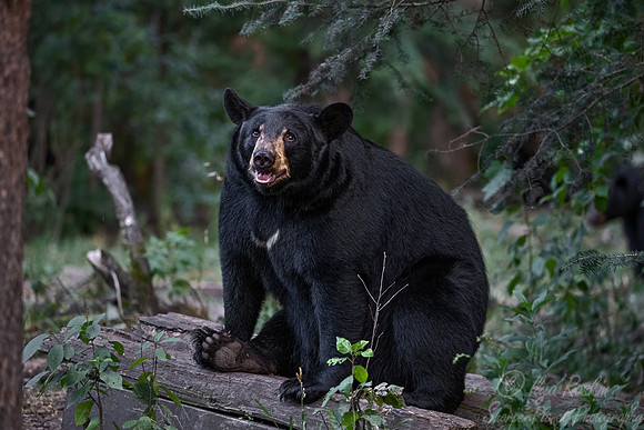 093 American Black Bear (Ursus americanus) - Orr MN