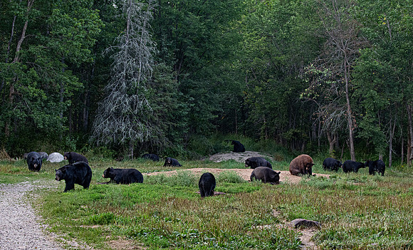 092 American Black Bears (Ursus americanus) - Orr MN