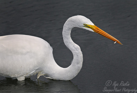 114  Great Egret (Ardea alba) FL