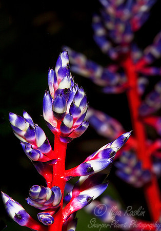 073 - NY Botanic Garden
