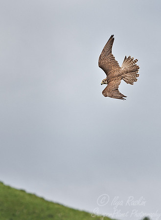032 Saker Falcon (Falco cherrug) - Kazakhstan