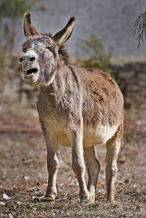 024_Donkey_Bhutan