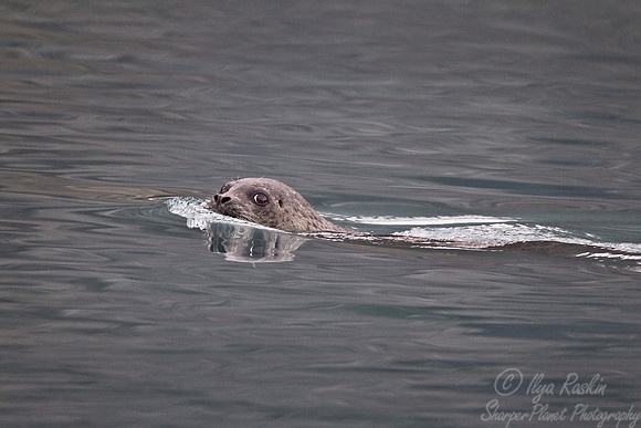 063 Harbor Seal (Phoca vitulina) AK