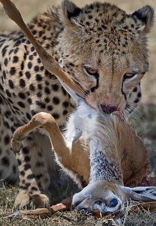 045 Cheetah (Acinonyx jubatus) - Masai Mara Kenya