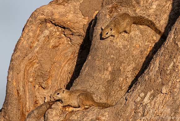 252 Smith's bush squirrel (Paraxerus cepapi) - Botswana