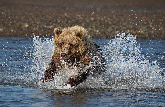 267 Brown Bear (Ursus arctos) - Katmai NP Alaska