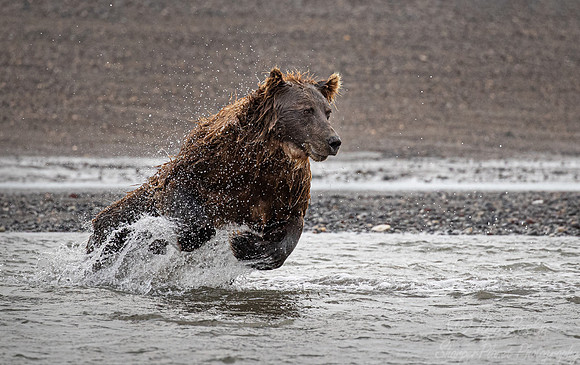 269 Brown Bear (Ursus arctos) - Katmai NP Alaska