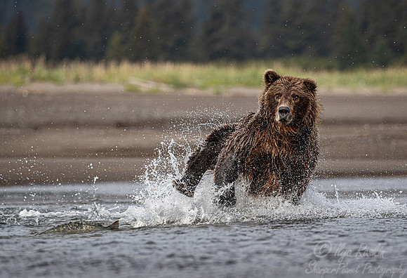272 Brown Bear (Ursus arctos) - Katmai NP Alaska