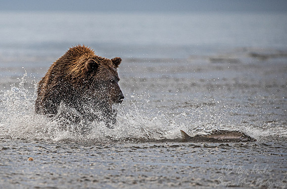 273 Brown Bear (Ursus arctos) - Katmai NP Alaska