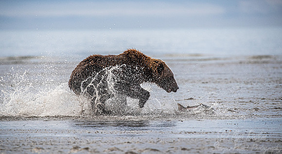 274 Brown Bear (Ursus arctos) - Katmai NP Alaska