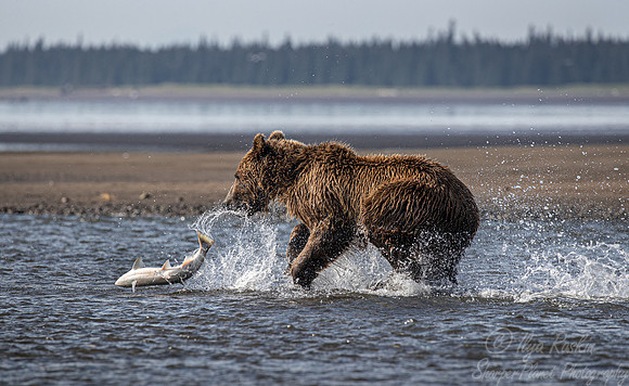 275 Brown Bear (Ursus arctos) - Katmai NP Alaska