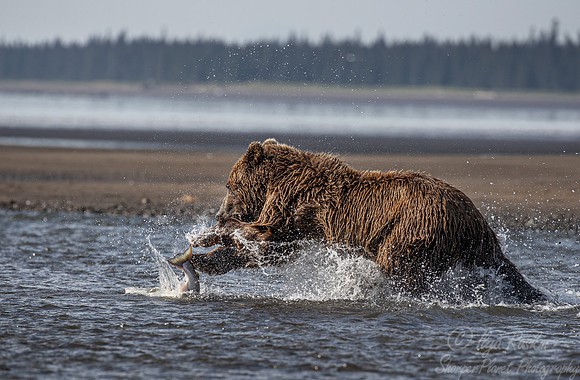 276 Brown Bear (Ursus arctos) - Katmai NP Alaska