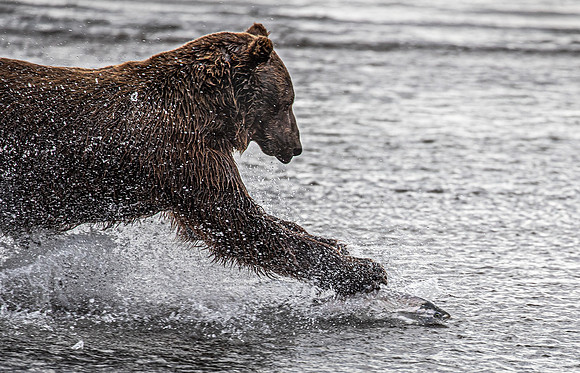 277 Brown Bear (Ursus arctos) - Katmai NP Alaska