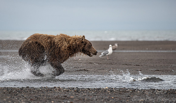 279 Brown Bear (Ursus arctos) - Katmai NP Alaska