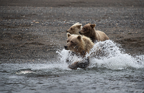 280 Brown Bears (Ursus arctos) - Katmai NP Alaska