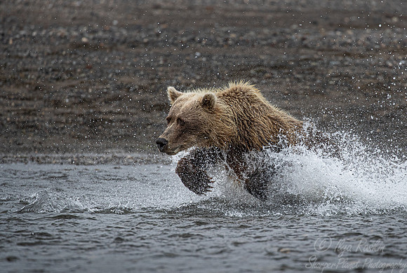 281 Brown Bear (Ursus arctos) - Katmai NP Alaska