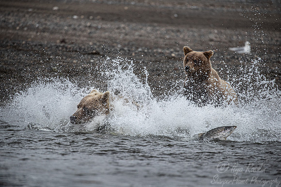 282 Brown Bears (Ursus arctos) - Katmai NP Alaska