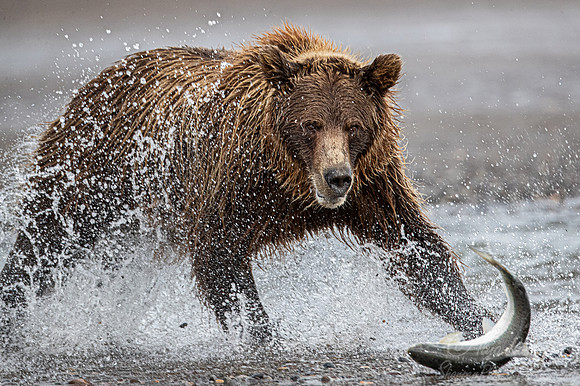 284 Brown Bear (Ursus arctos) - Katmai NP Alaska