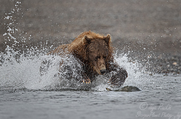 286 Brown Bear (Ursus arctos) - Katmai NP Alaska