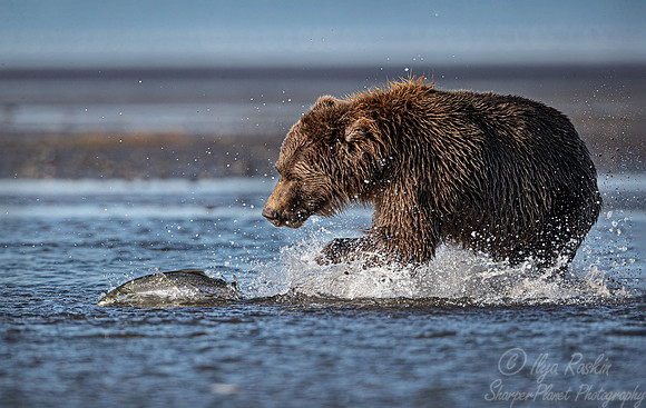 287 Brown Bear (Ursus arctos) - Katmai NP Alaska