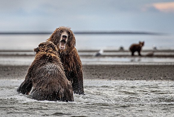 288 Brown Bears (Ursus arctos) - Katmai NP Alaska