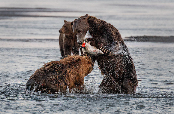 290 Brown Bears (Ursus arctos) - Katmai NP Alaska