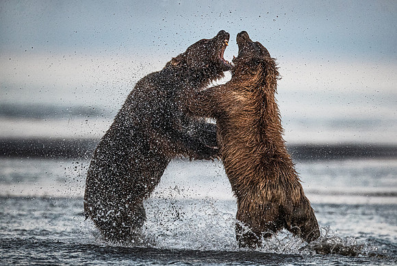 294 Brown Bears (Ursus arctos) - Katmai NP Alaska