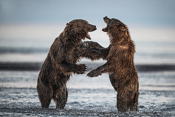295 Brown Bears (Ursus arctos) - Katmai NP Alaska