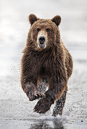 264 Brown Bear (Ursus arctos) - Katmai NP Alaska