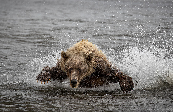 266 Brown Bear (Ursus arctos) - Katmai NP Alaska