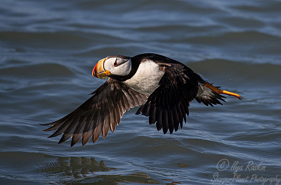 089 Horned puffin (Fratercula corniculata) - Katmai NP Alaska