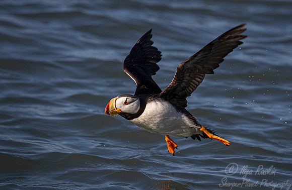 088 Horned puffin (Fratercula corniculata) - Katmai NP Alaska