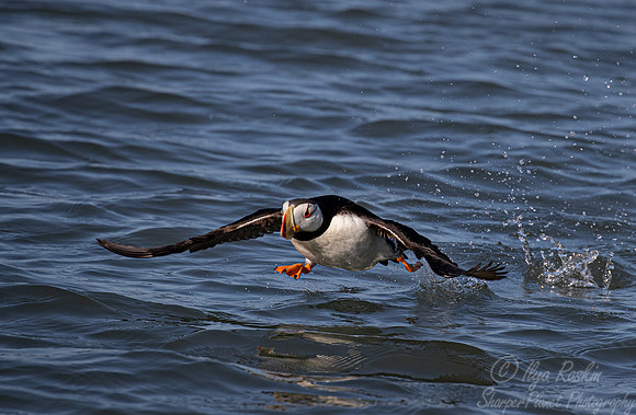 087 Horned puffin (Fratercula corniculata) - Katmai NP Alaska