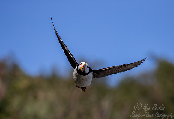 093 Horned puffin (Fratercula corniculata) - Katmai NP Alaska